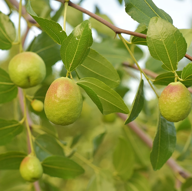 The Ultimate Guide to Jojoba Oil: Benefits for Your Skin and Why We Use It in Primal Mend and Sunburst
