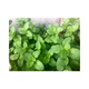 Refresh and Revitalize Your Skin with Spearmint Essential Oil