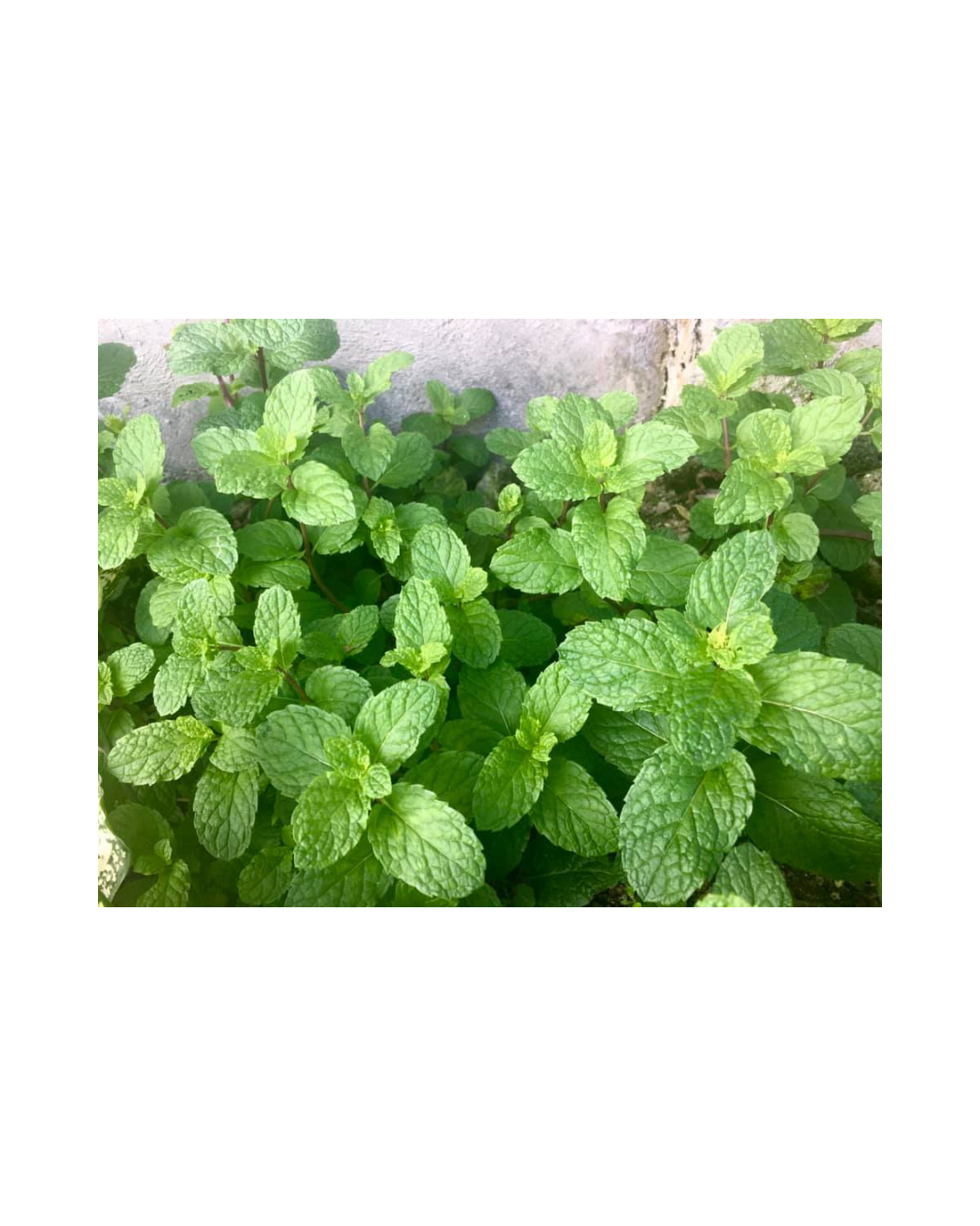 Refresh and Revitalize Your Skin with Spearmint Essential Oil