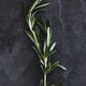 A sprig of rosemary on a gray slate.