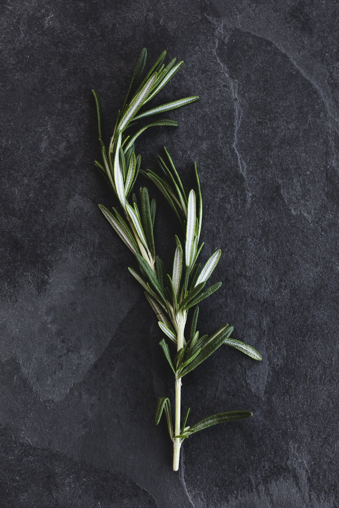 A sprig of rosemary on a gray slate.