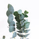 Discover the Powerful Benefits of Eucalyptus Essential Oil for Your Skin and Wellness