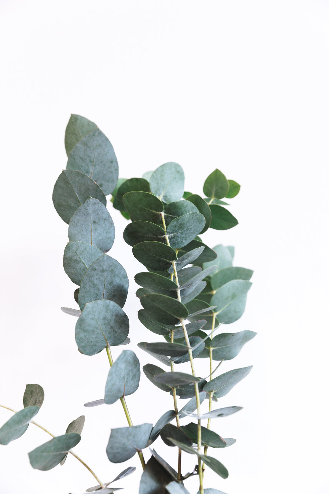 Discover the Powerful Benefits of Eucalyptus Essential Oil for Your Skin and Wellness